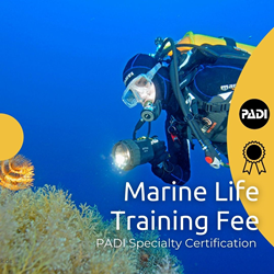 Ustica Marine Life Package Training Fee
